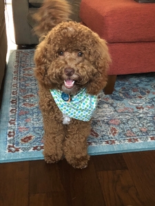 Australian Labradoodle - Bentley 2